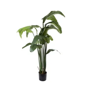 Travellers Palm 1.8M by Florabelle Living, a Plants for sale on Style Sourcebook