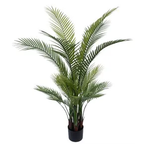 Palm Tree In Black Pot 130Cm by Florabelle Living, a Plants for sale on Style Sourcebook