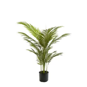 Palm Paradise In Pot 1M by Florabelle Living, a Plants for sale on Style Sourcebook