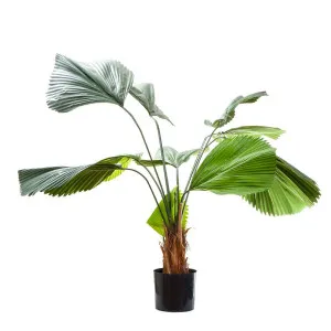 Fan Palm 1.22M by Florabelle Living, a Plants for sale on Style Sourcebook