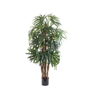 Raphis Palm Thin Leaf 1.2M by Florabelle Living, a Plants for sale on Style Sourcebook