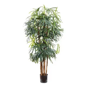 Raphis Palm Broad Leaf 1.8M by Florabelle Living, a Plants for sale on Style Sourcebook
