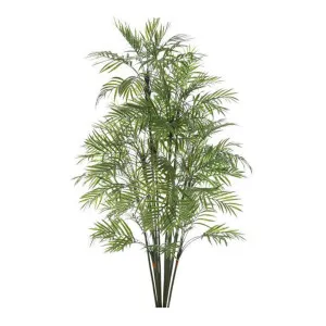 Parlour Palm 1.2M by Florabelle Living, a Plants for sale on Style Sourcebook