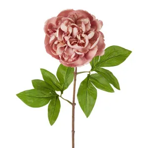 Dried Look Peony Stem 61Cm Pink by Florabelle Living, a Plants for sale on Style Sourcebook
