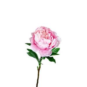 Peony Queen 70Cm Pink by Florabelle Living, a Plants for sale on Style Sourcebook