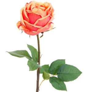 York Rose Short Stem 52Cm Peach by Florabelle Living, a Plants for sale on Style Sourcebook