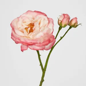 Real Touch Angelina Rose Spray Dark Pink by Florabelle Living, a Plants for sale on Style Sourcebook