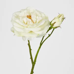 Real Touch Angelina Rose Spray White by Florabelle Living, a Plants for sale on Style Sourcebook