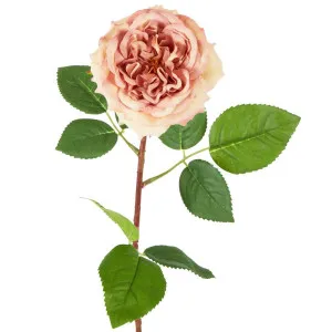 Dried Look English Rose Stem 50Cm Blush by Florabelle Living, a Plants for sale on Style Sourcebook