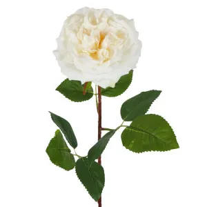 Dried Look English Rose Stem 50Cm Cream by Florabelle Living, a Plants for sale on Style Sourcebook