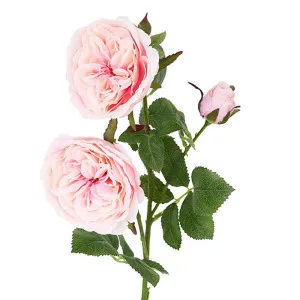 David Austin English Rose 55Cm Pink by Florabelle Living, a Plants for sale on Style Sourcebook