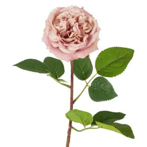 Dried Look English Rose Stem 50Cm Pink by Florabelle Living, a Plants for sale on Style Sourcebook