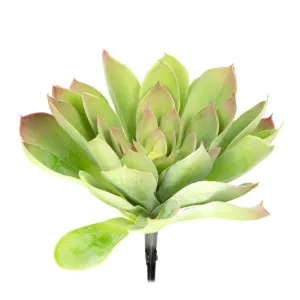 Echeveria Pick 25Cm Green & Purple by Florabelle Living, a Plants for sale on Style Sourcebook