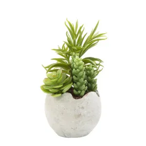 Succulent Mixed In Pot 18Cm by Florabelle Living, a Plants for sale on Style Sourcebook