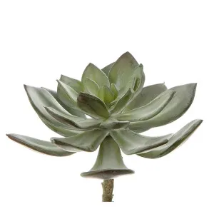 Succulent Pearl Pick 15Cm Grey by Florabelle Living, a Plants for sale on Style Sourcebook