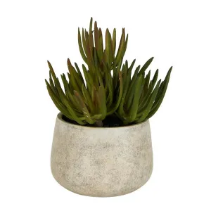 Succulents In Grey Pot Large by Florabelle Living, a Plants for sale on Style Sourcebook