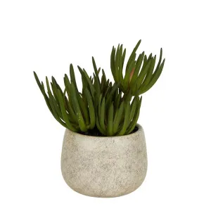 Succulents In Grey Pot Small by Florabelle Living, a Plants for sale on Style Sourcebook
