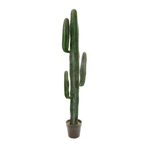 Desert Cactus 1.56M by Florabelle Living, a Plants for sale on Style Sourcebook