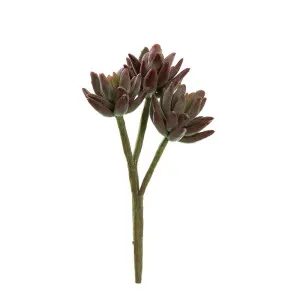 Agave Stem 20Cm Burgundy by Florabelle Living, a Plants for sale on Style Sourcebook