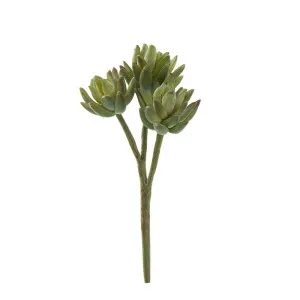 Agave Stem 20Cm Green by Florabelle Living, a Plants for sale on Style Sourcebook