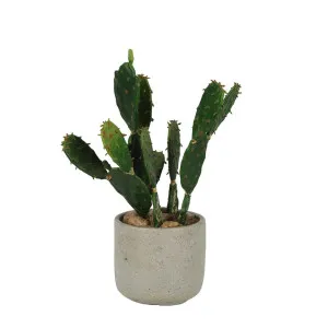 Desert Cactus 32Cm by Florabelle Living, a Plants for sale on Style Sourcebook