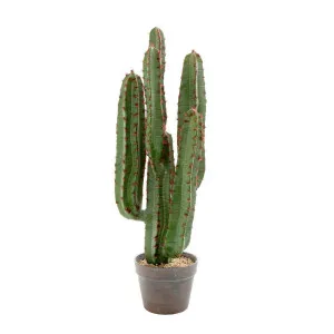 Desert Cactus 82Cm by Florabelle Living, a Plants for sale on Style Sourcebook