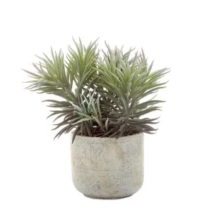 Needle Succulent 23Cm by Florabelle Living, a Plants for sale on Style Sourcebook