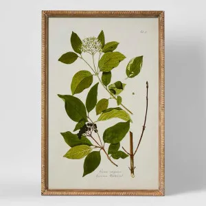 Greenhouse Botanical Wall Art B by Florabelle Living, a Prints for sale on Style Sourcebook