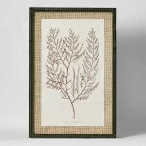 Sepia Coral Wall Art A by Florabelle Living, a Prints for sale on Style Sourcebook