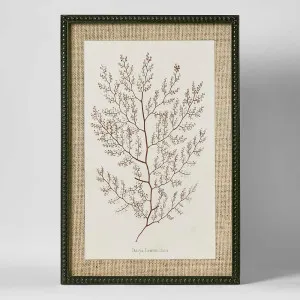 Sepia Coral Wall Art B by Florabelle Living, a Prints for sale on Style Sourcebook