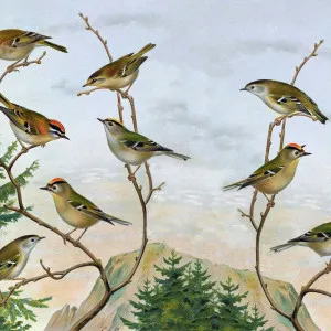 Birds On A Twig Wallpaper by Florabelle Living, a Wallpaper for sale on Style Sourcebook