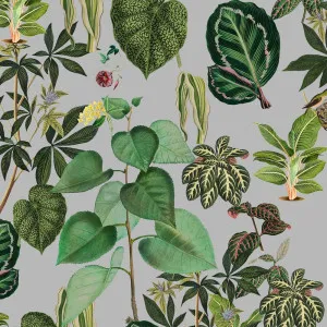 Botany Class Wallpaper by Florabelle Living, a Wallpaper for sale on Style Sourcebook