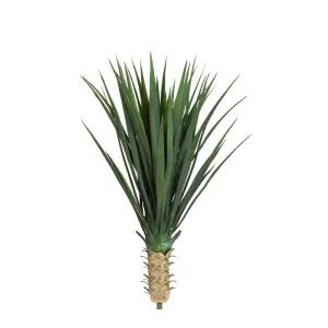 Yucca Rostrata 65Cm by Florabelle Living, a Plants for sale on Style Sourcebook