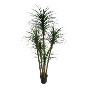 Yucca Tree In Black Pot 180Cm by Florabelle Living, a Plants for sale on Style Sourcebook