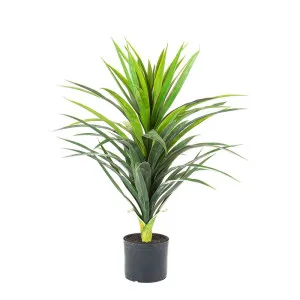 Yucca Plant In Pot 90Cm by Florabelle Living, a Plants for sale on Style Sourcebook