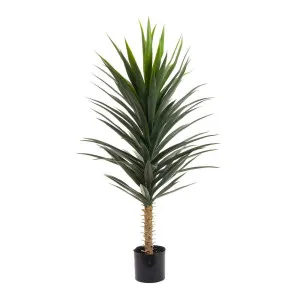 Yucca Plant 1.3M by Florabelle Living, a Plants for sale on Style Sourcebook