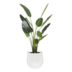 Bird of Paradise Ryker Planter Large 107x208cm in Green/White by OzDesignFurniture, a Plants for sale on Style Sourcebook