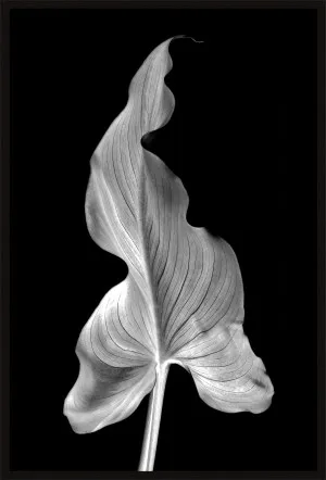 BLACK AND WHITE LILY LEAF by La Grolla, a Prints for sale on Style Sourcebook