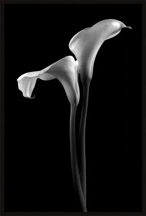 CALLA LILLIES BLACK AND WHITE by La Grolla, a Prints for sale on Style Sourcebook