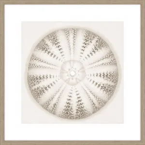 SEA URCHIN - ALABASTER by La Grolla, a Prints for sale on Style Sourcebook