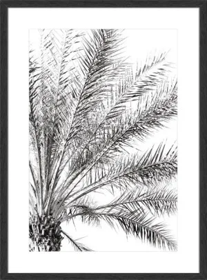 PALM BREEZE NOIR by La Grolla, a Prints for sale on Style Sourcebook