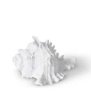 Shell Murex - 14 x 11 x 8cm by Elme Living, a Statues & Ornaments for sale on Style Sourcebook