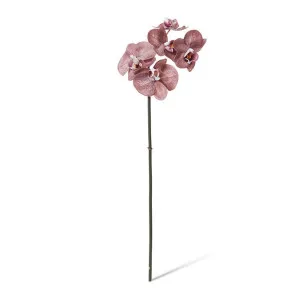 Phalaenopsis Orchid Mini Stem - 14 x 7 x 51cm by Elme Living, a Plants for sale on Style Sourcebook