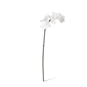 Phalaenopsis Orchid Mini Stem - 14 x 7 x 51cm by Elme Living, a Plants for sale on Style Sourcebook