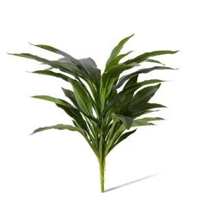 Dracaena Bush - 40 x 45 x 48cm by Elme Living, a Plants for sale on Style Sourcebook