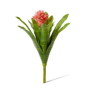 Bromeliad Plant - 30 x 30 x 50cm by Elme Living, a Plants for sale on Style Sourcebook