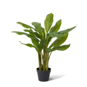 Cordyline Plant Potted - 60 x 60 x 120cm by Elme Living, a Plants for sale on Style Sourcebook