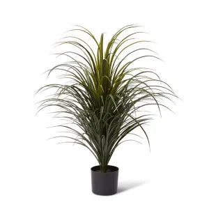 Yucca Plant Potted (Outdoor) - 70 x 70 x 90cm by Elme Living, a Plants for sale on Style Sourcebook