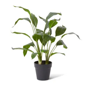 Cordyline Plant Potted - 48 x 42 x 60cm by Elme Living, a Plants for sale on Style Sourcebook