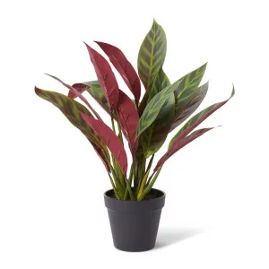 Calathea Zebra Plant Potted - 42 x 38 x 49cm by Elme Living, a Plants for sale on Style Sourcebook